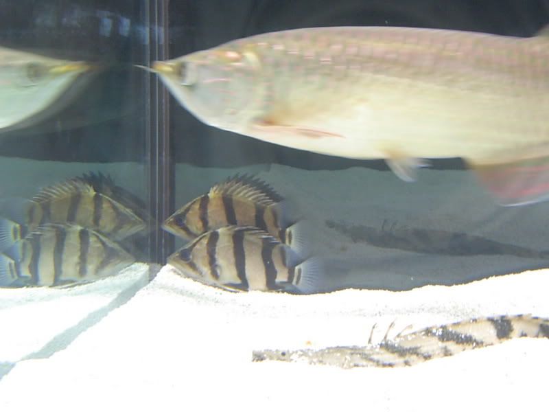 all4in200g.jpg