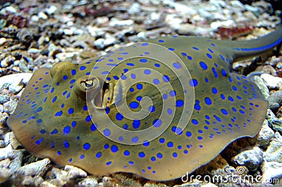 blue-spotted-stingray-3045417.jpg