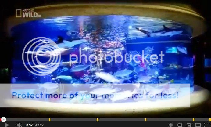 NatGeoSharktank_zpse10bbb2a.jpg