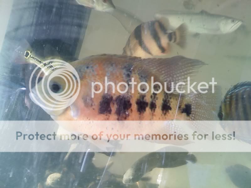 0608080750b.jpg