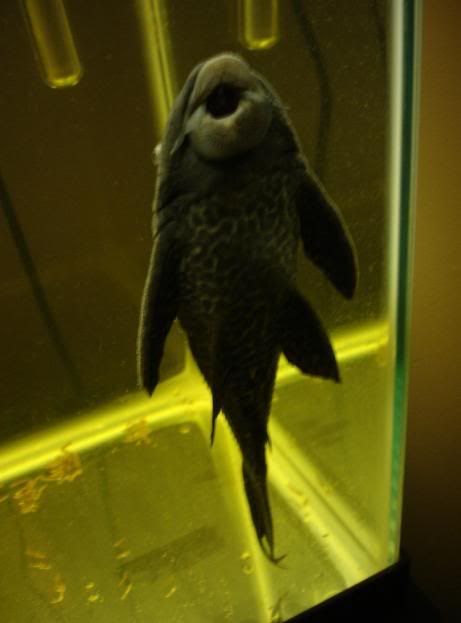 bigfishy.jpg