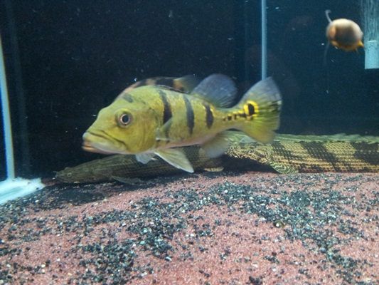 fISHYPICS040820121929.jpg