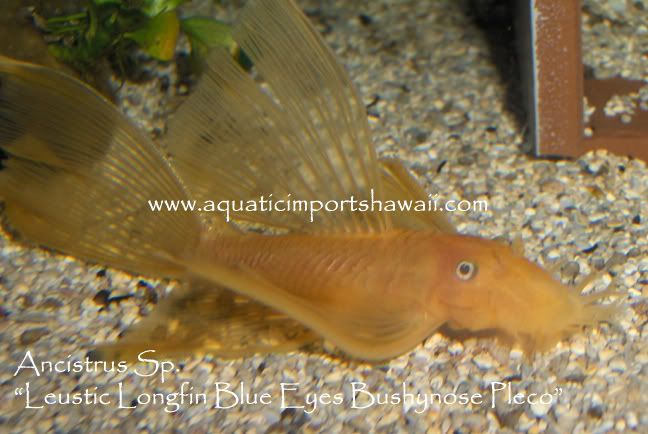 Luesticpleco5.jpg