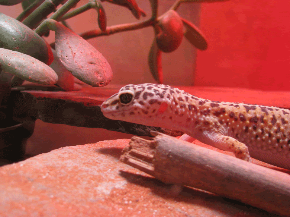 Female-Leopard-Gecko-11.gif