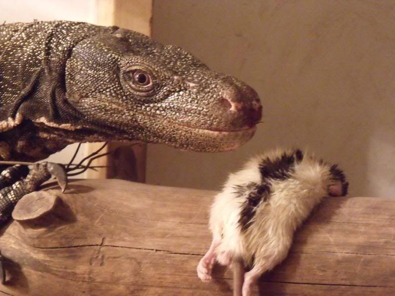 2009_0310herpsmar20100037.jpg