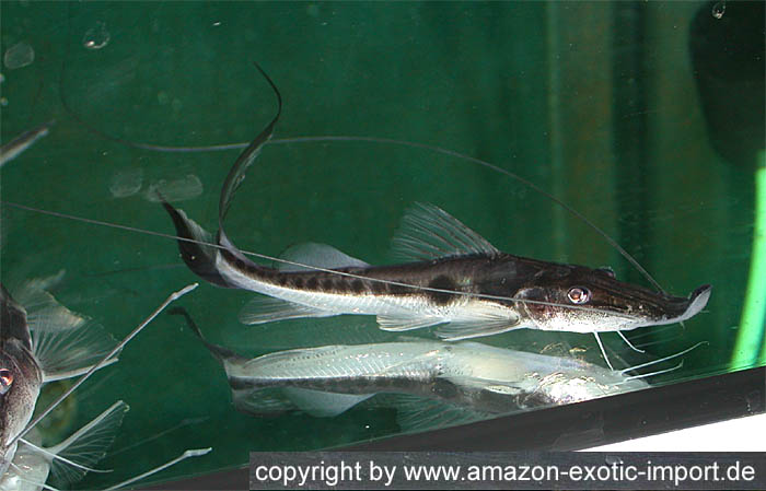Platystomatichthys%20sturio.jpg
