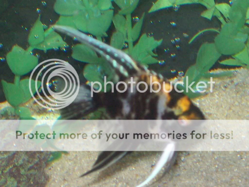 fish11-23-08013.jpg
