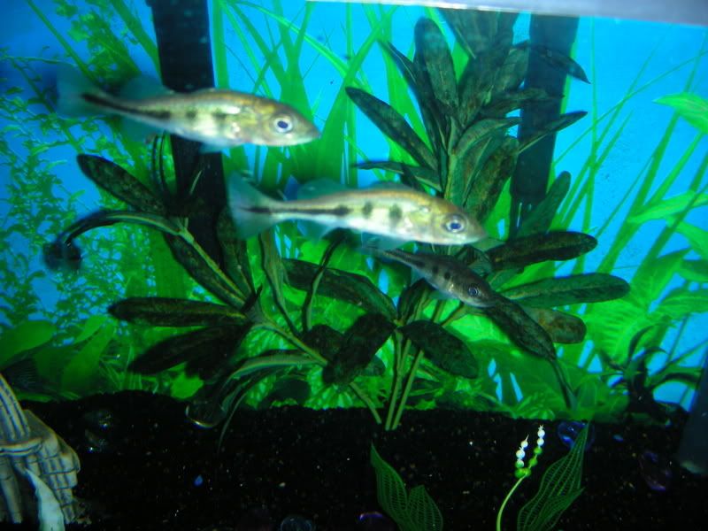 DSCN1512.jpg