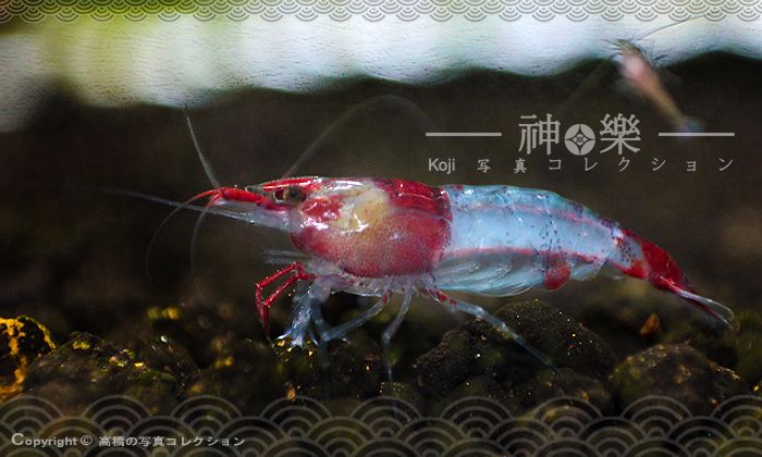 14_Jun_2016_Neocaridina004_zpsre8bln0z.jpg