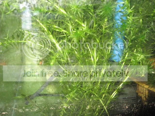 elodea003.jpg
