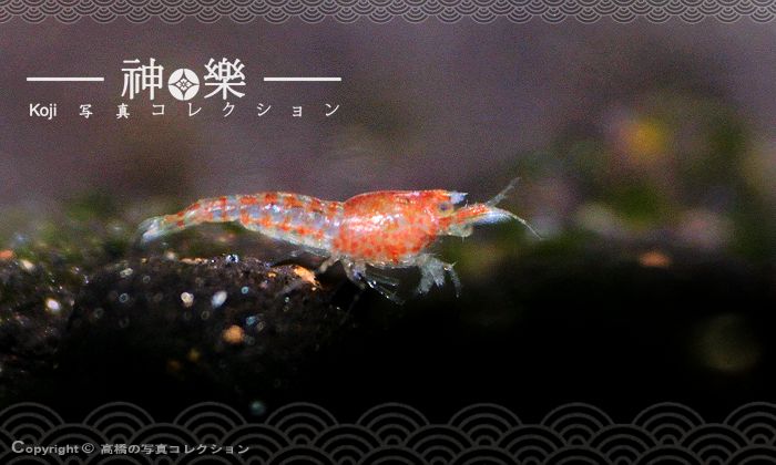 14_Jun_2016_Shrimplet004_zpsz7gjntsj.jpg