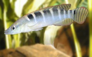 Crenicichla_compressiceps.JPG