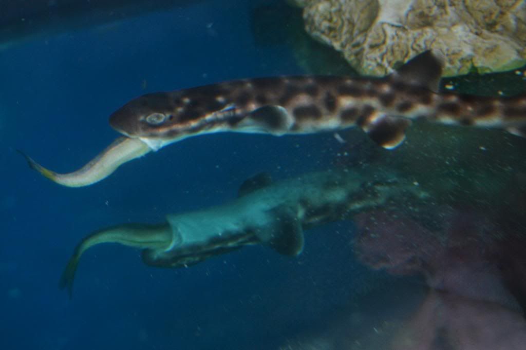 DSC_2341_zps09bdc346.jpg