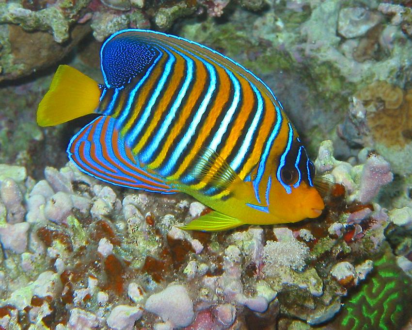 RoyalAngelfish.jpg