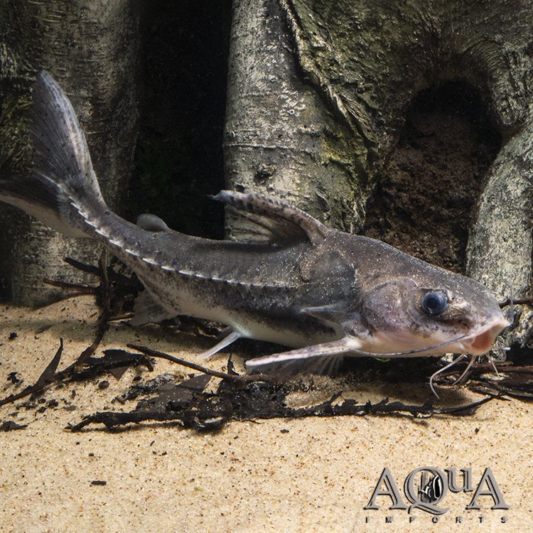 www.aqua-imports.com