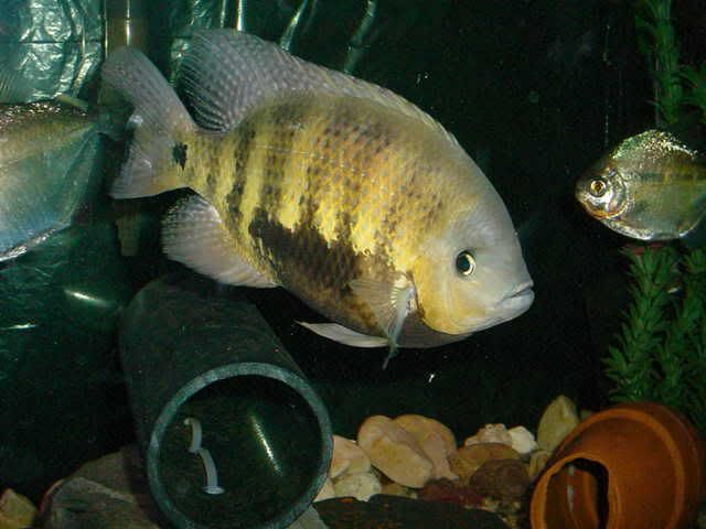 060807herichthyspearsei2.jpg