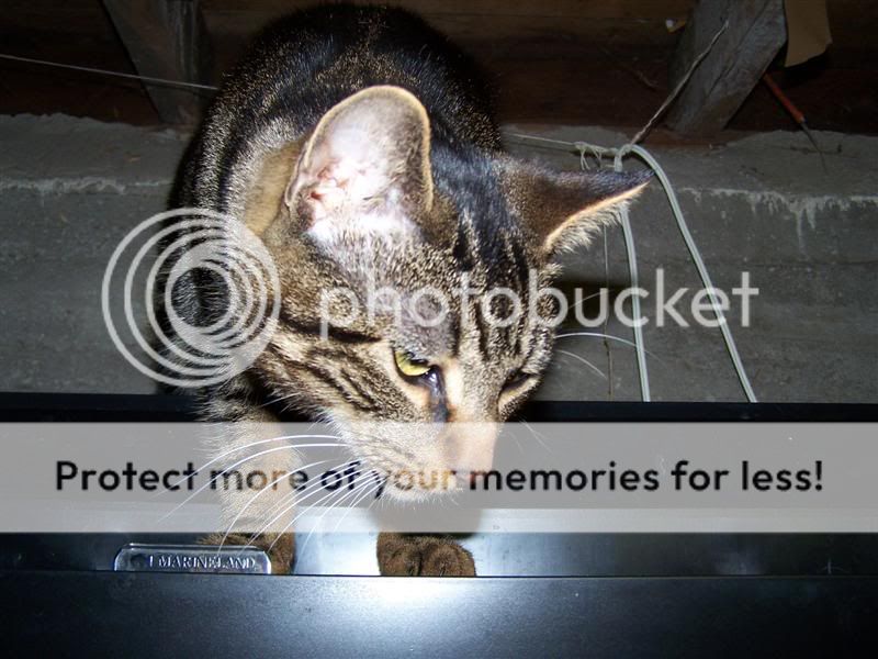 100_2975Medium.jpg