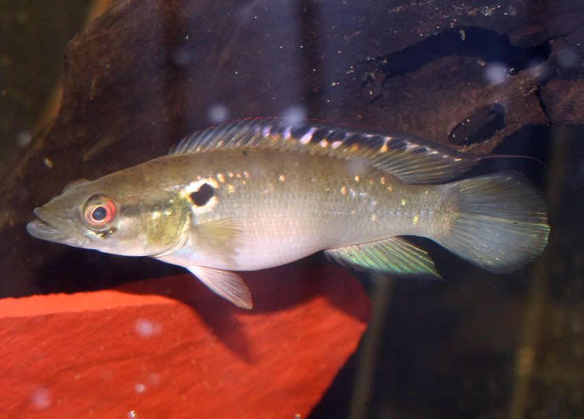 cfrenata2.jpg