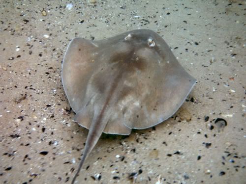 Dive30.jpg