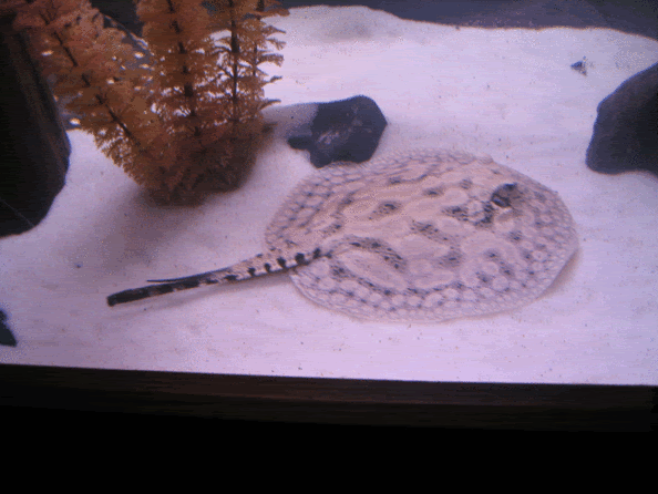 stingray1.gif