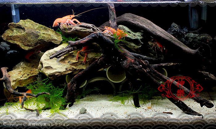 09_May_2016_Crayfish_Tank_zpsgdofcwq0.jpg