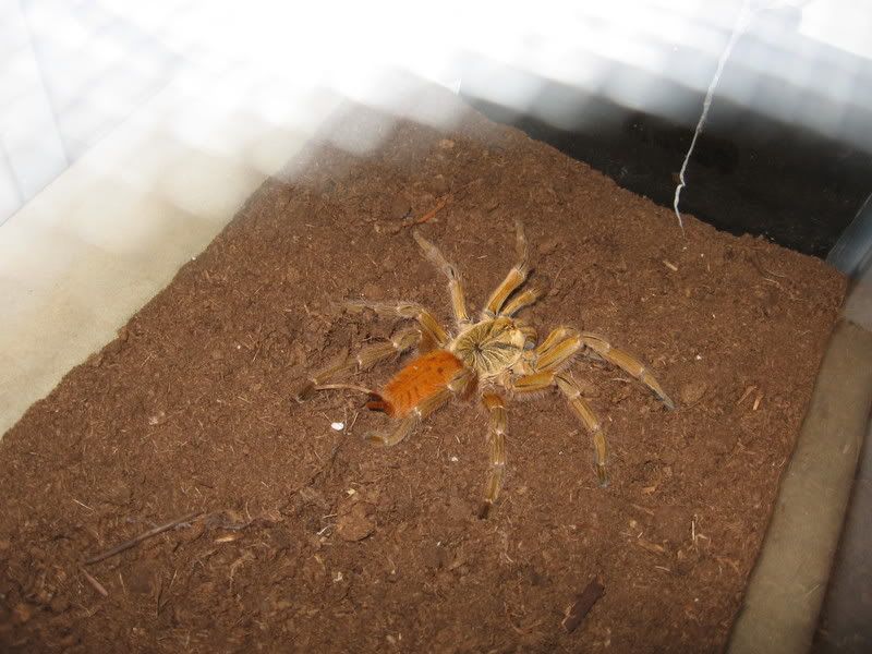 bugs026.jpg