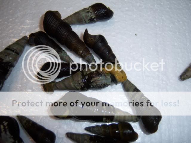 snails011.jpg