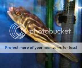 hank5.jpg