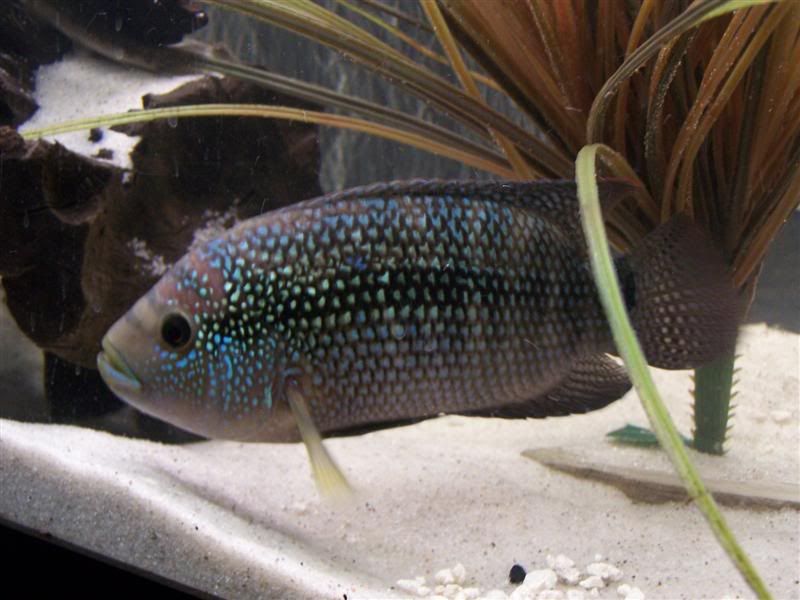 stevesfish267Medium.jpg