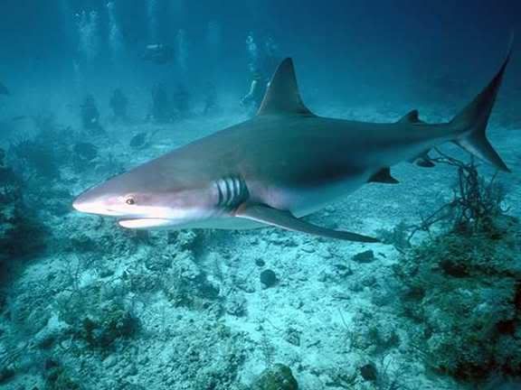 shark.jpg