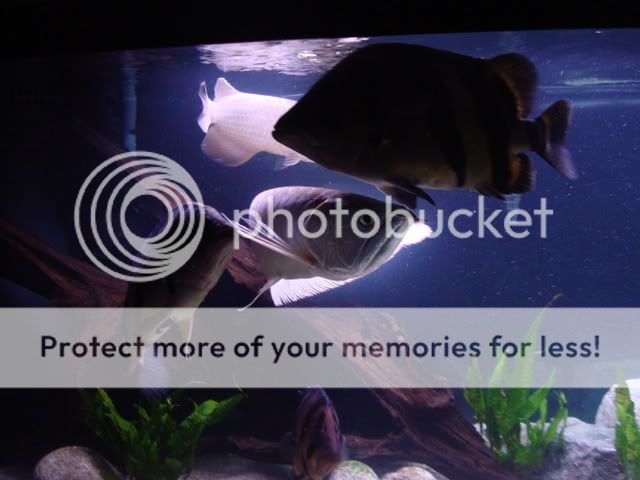 Copy2ofDSC05316.jpg