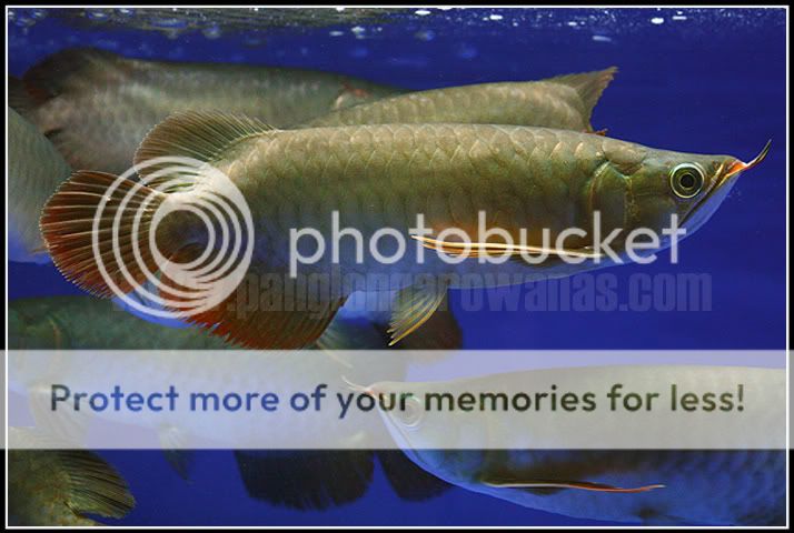 PL_330004copy.jpg