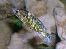 S7300032.jpg