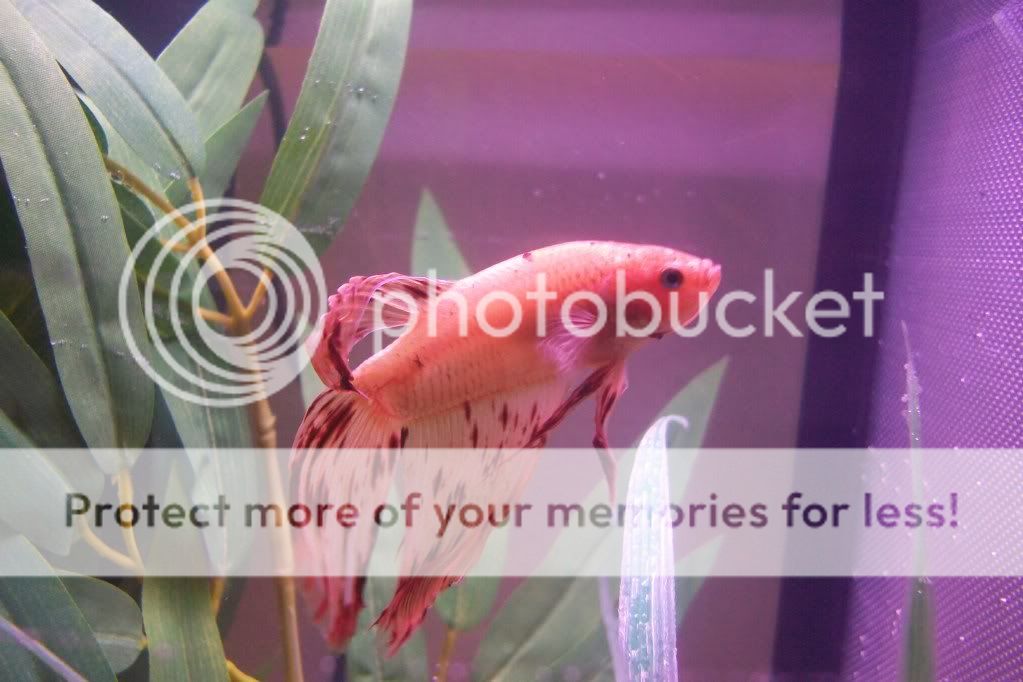 fish017.jpg