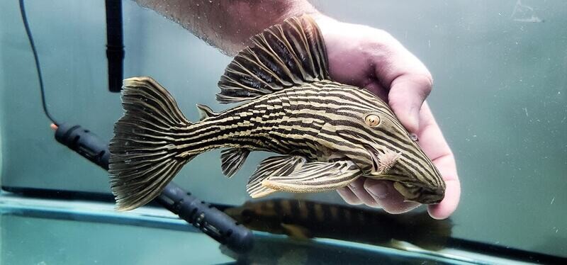 jasonsplecoscichlids.com