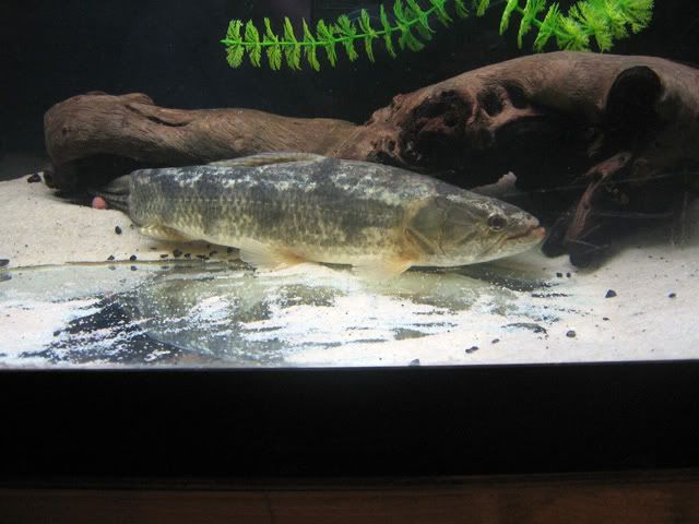 mala12inch3.jpg
