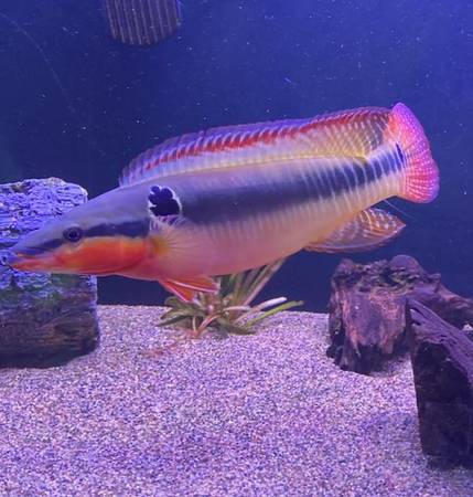 orlando.craigslist.org