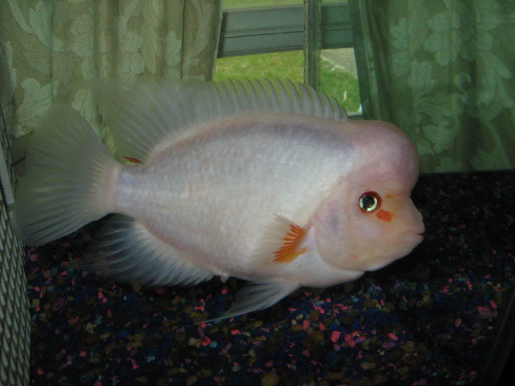 tazandsweeyie023.jpg