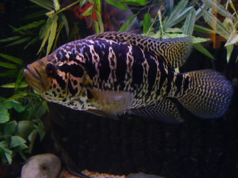 S5004256.jpg