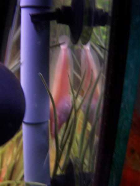 100_5096Medium.jpg