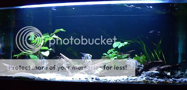 Fishtank1.jpg