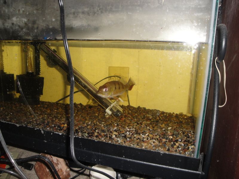 pbass1.jpg