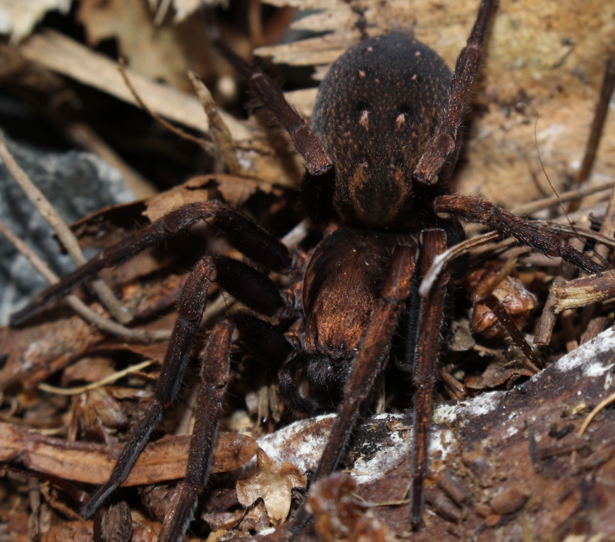 spider2.JPG