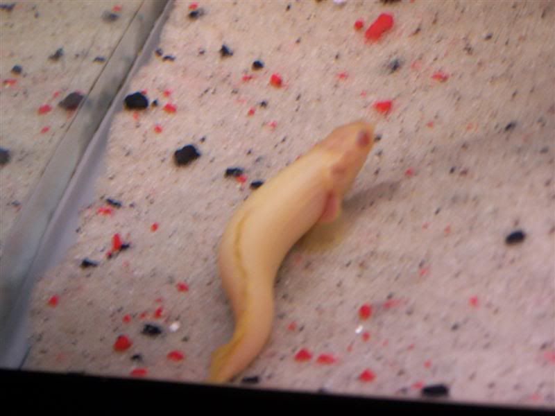 polypterus33.jpg