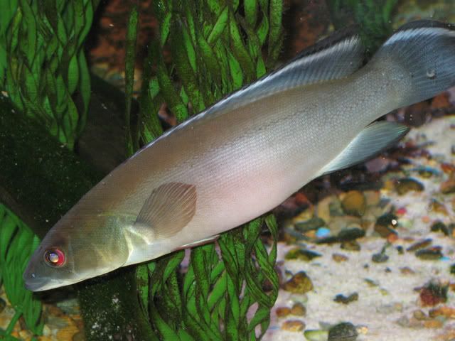 CrenicichlaJohanna11.jpg