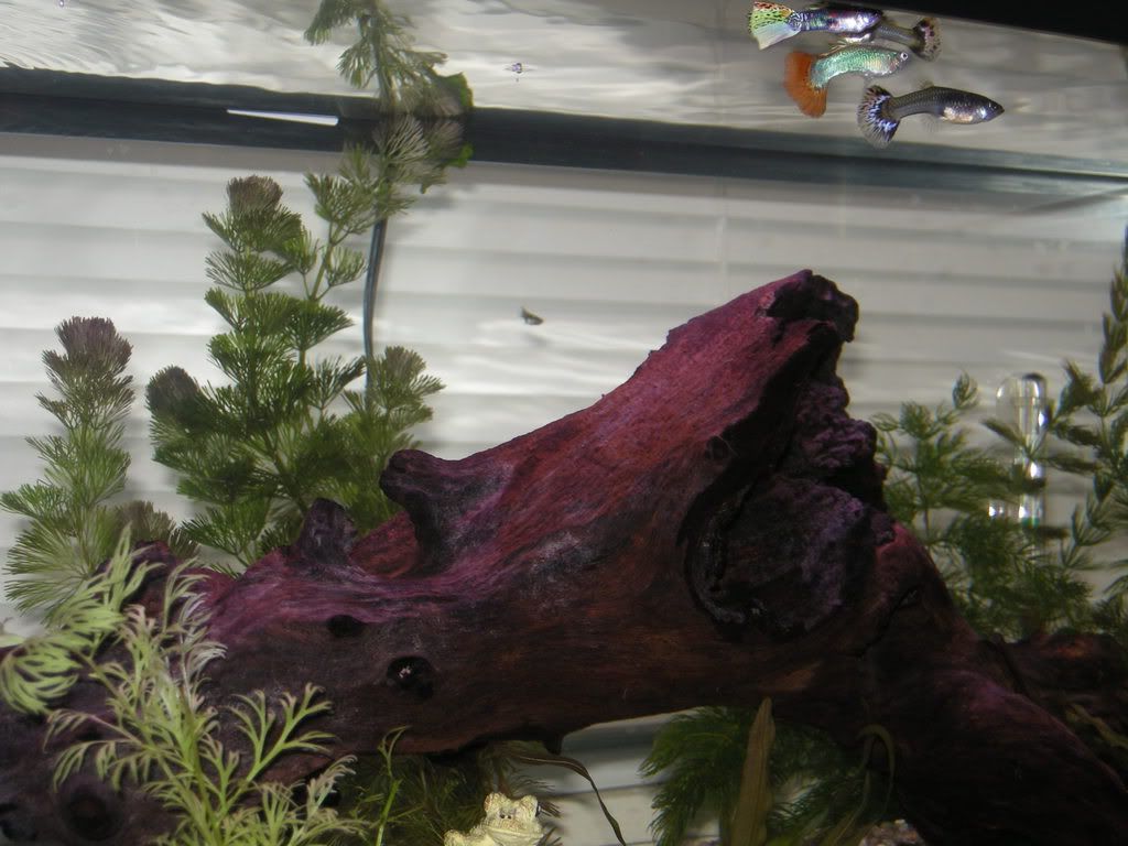 DSCN9910.jpg