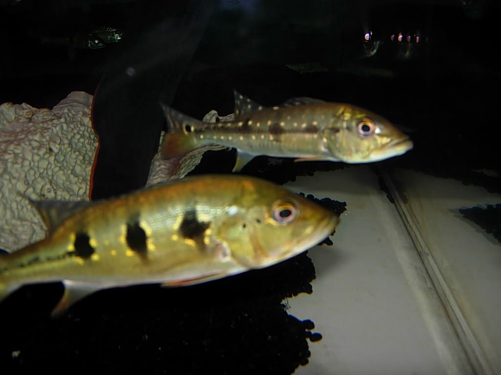 peacockbassschool010.jpg