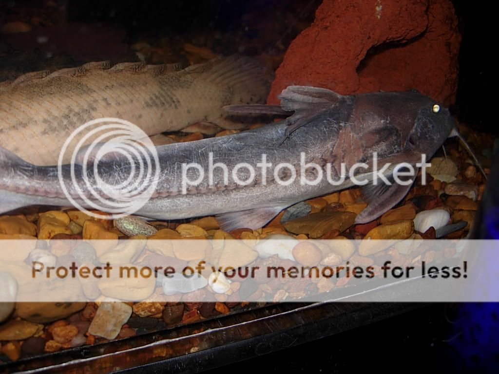 newfish001.jpg