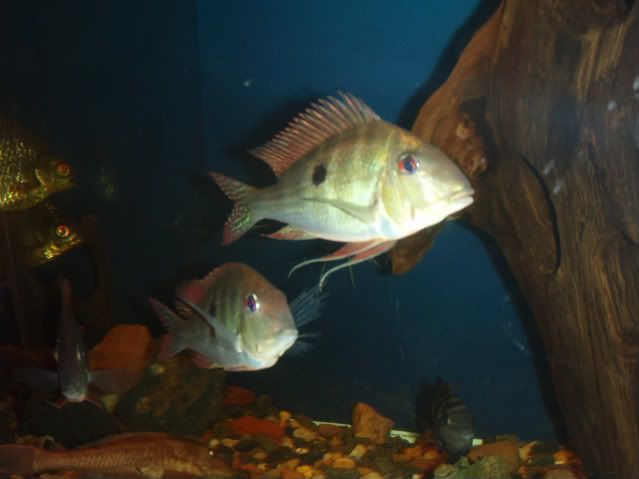 sump130.jpg