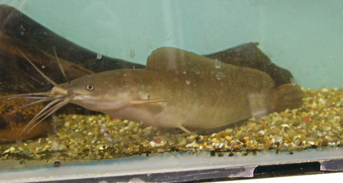 120509Clarias_nieuhofii.jpg